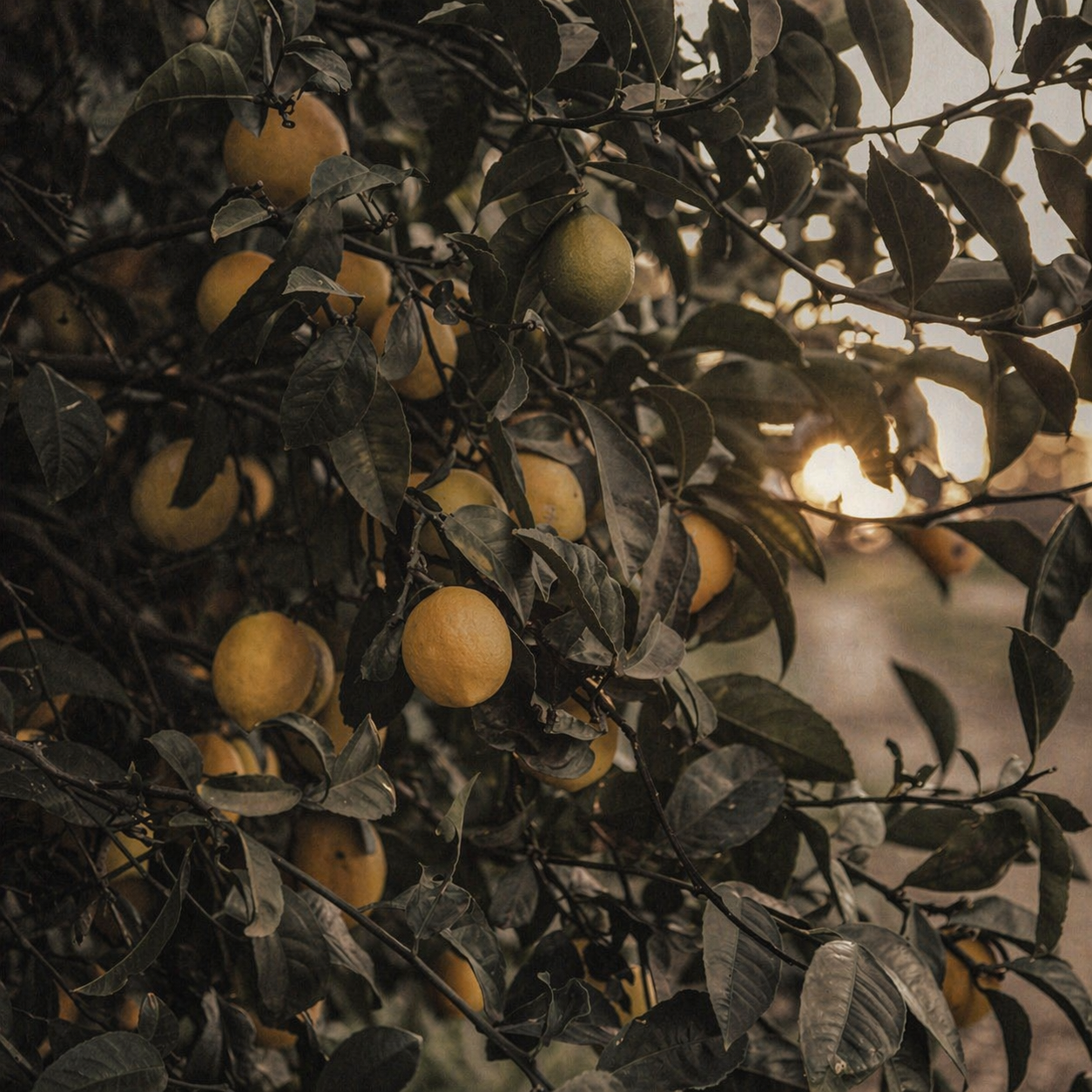 프레시 시트러스 계열 카드 이미지